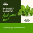 swanson-spearmint-leaf-mentha-spicata----5.jpg