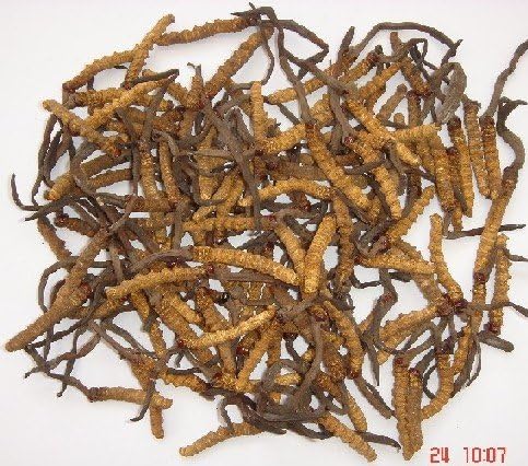 Treasure of Tibet Cordyceps Sinensis premium dietary supplemnt 4