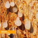 Herb Pharm Certified Organic Boswellia Liquid Extract for Joint Support, 1 Fl Oz 3