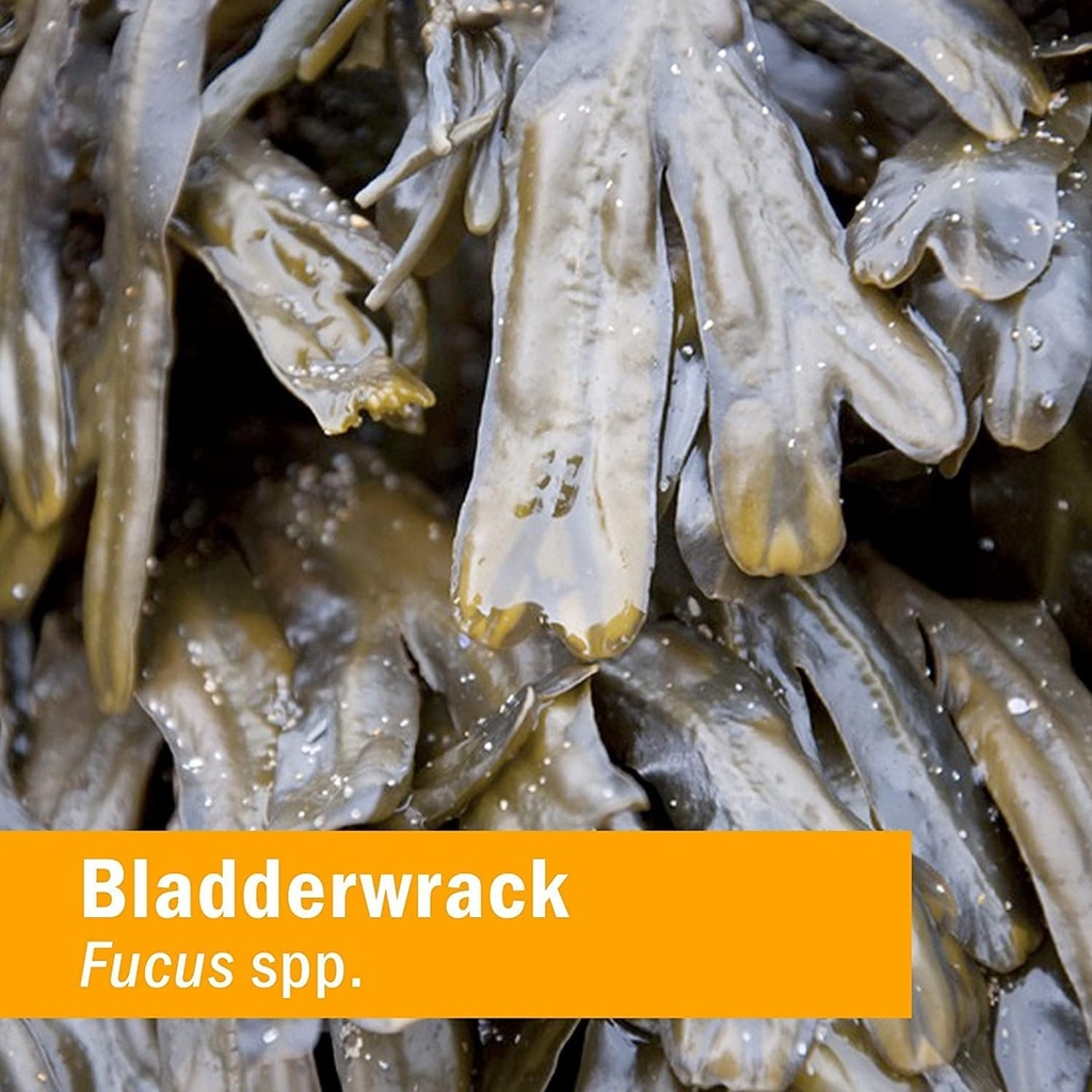 Herb Pharm Thyroid Lifter Liquid Herbal Formula for Endocrine System Support - 1 Ounce 6