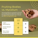 Naturealm Chaga Mushroom Liquid Tincture Supplement – Immune Support, Antioxidant Boost & Hair, Skin, Nail Health, Vegan, Non-GMO – Wild-Harvested Fruiting Bodies, 1 Month Supply 6