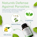 Cryptolepis Synergy, Immune Support Vitamins, Immune System Booster for Adults, Liver, Lymphatic, & Immune Support Supplement, Supports Lyme & Natural Parasite Defense, 120 Capsules 4