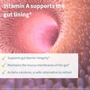 Igennus Probiotics & Prebiotic, Lactobacillus Acidophilus & Bifidobacterium, Live Cultures+ Lab4, Guaranteed 25 Billion CFU, for Women & Men, Non-Bloating Gut Health Support, Non-GMO, 6 x 30 Capsules 6