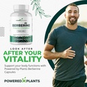 Pure Berberine Supplement - 1300mg Berberine with Ceylon Cinnamon for Metabolism & Immune System Support - 60 Servings 3