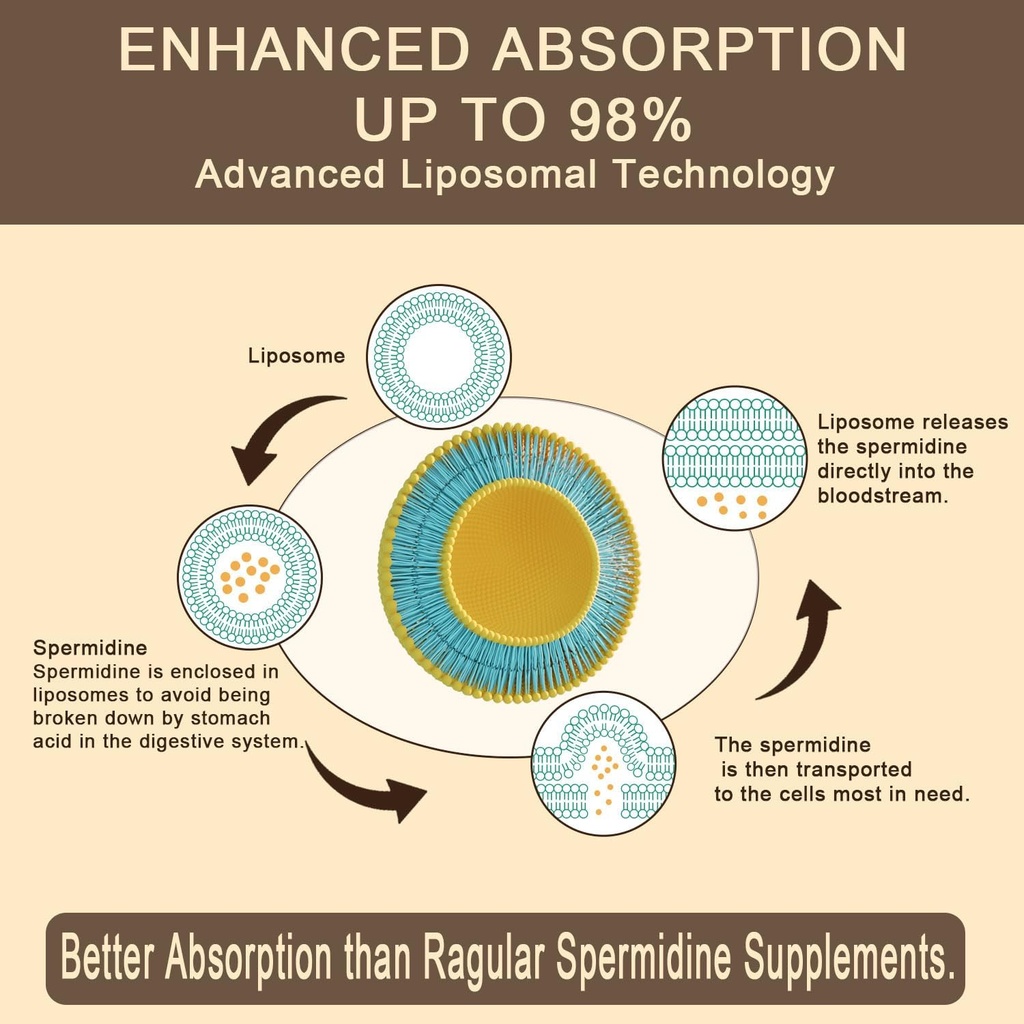 Spermidine Supplement 15 MG - 99% Purity, High Absorption, 1500 MG Fermented Wheat Germ Extract with Zinc & Thiamin, Spermidine for Men & Women - Cellular Renewal, Aging Defense, Energy, 60 Softgels 4