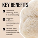 North Spore Organic Lion's Mane Mushroom Tincture (2 oz) | 100% Fruiting Body Extracts | for Focus, Memory, Brain Support | Certified Organic, Vegan, Non-GMO | Adaptogenic, Nootropic | Made in USA 5