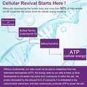 NEVISS Vegan Iron Supplement, Gentl Iron + Sugar Free Nicotinamide 500mg Gummies 6