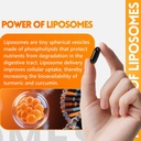 Turmeric Supplement 2275mg, 95% Curcumin, Liposomal Curcumin for Best Absorption, Curcumin Supplement for Joint Support, Bottled in USA - 60 Softgels 5