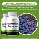Lactobacillus Rhamnosus Probiotic Supplement 240 Tablets 3 Billion CFU Probiotics for Men & Women Supports Intestinal Digestive & Gut Health (240, Lactobacillus Rhamnosus) 3