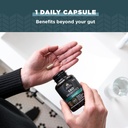 Ancient Nutrition Probiotics for Immune Support, SBO Once Daily Probiotics with Vitamin C and Vitamin D, 30Ct for Healthy Digestion and Immune System Function Support, 25 Billion CFUs* 5