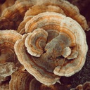 Earthborn Elements Turkey Tail Mushroom 200 Capsules, Pure & Undiluted, No Additives 6