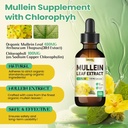 Mullein Drops for Lungs Supplement: Organic Mullein Leaf 30:1 Extract Tincture with Chlorophyll - Herbal Supplement Support Lung Cleanse & Respiratory Function - Non-GMO, Vegan - 4 Fl Oz 4