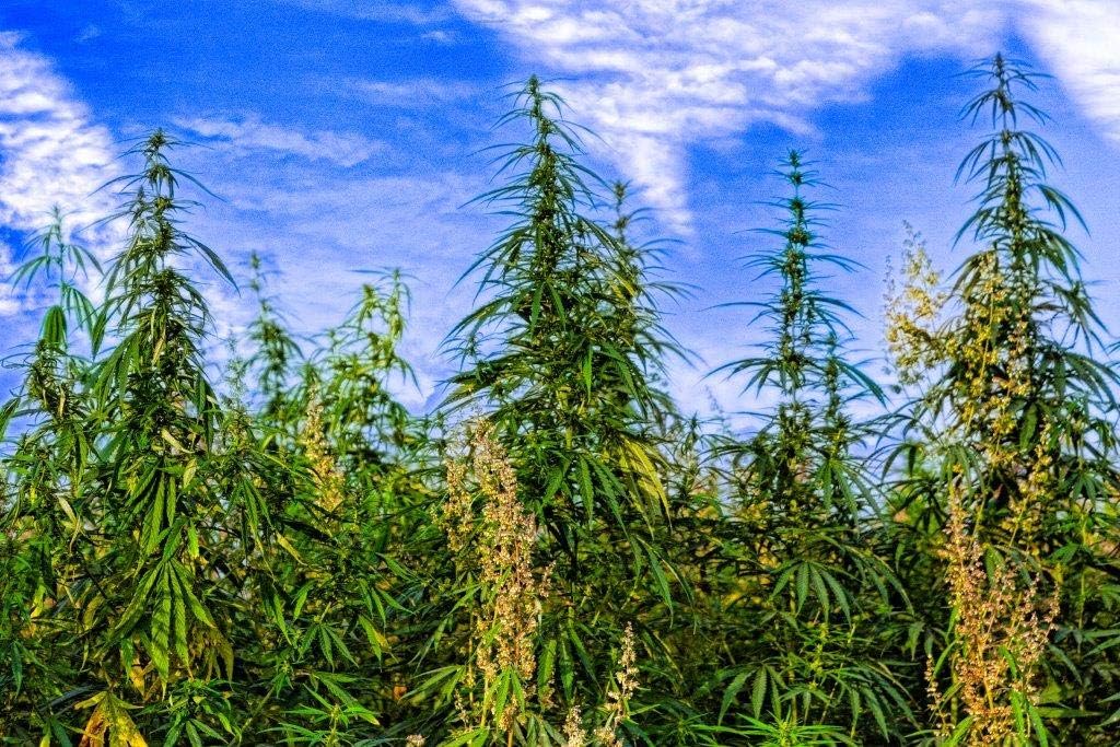 Pure Wellness Hemp Seed Oil Drops Peppermint Flavor for Improved Cognitive Function, Omega 3 6 9 Fatty Acids, Organic, Non-GMO, Vegan (Natural Hemp, 2-Pack) 4