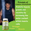 Creatine Monohydrate Gummies, Creatine for Men & Women, Chewable Creatine for Enhancing Focus and Endurance, 5g Creatine per Serving, Sugar-Free, 120 Count 5