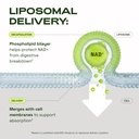 cata-kor-liposomal-nad-supplement-with-r-4.jpg