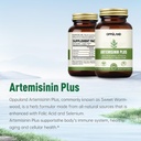 artemisinin-plus-sweet-wormwood-extract--4.jpg