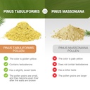 pine-pollen-powder-wild-harvested-from-p-6.jpg