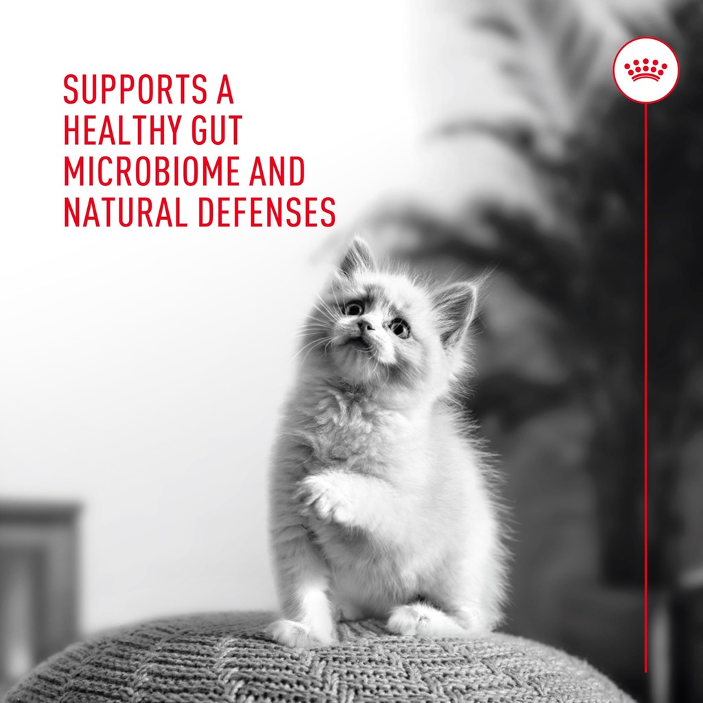royal-canin-probiotics-for-cats-digestiv-6.jpg