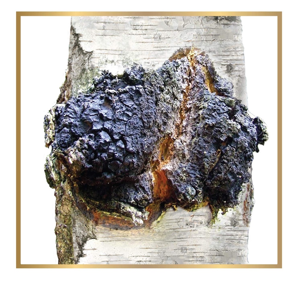 siberian-chaga-mushroom-loose-tea-with-o-6.jpg