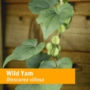 herb-pharm-certified-organic-wild-yam-li-5.jpg