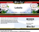 bianca-rosa-lobelia-salve-ointment-2-oz--4.jpg