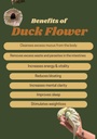 jamaican-duck-flower-flor-de-pato-wildcr-5.jpg