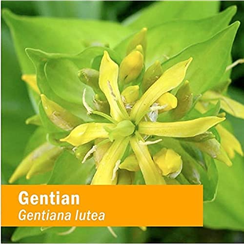 herb-pharm-certified-organic-gentian-liq-5.jpg