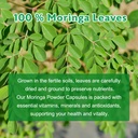 moringa-powder-capsules-pure-moringa-lea-5.jpg