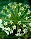 herb-pharm-eleuthero-siberian-ginseng-ro-6.jpg