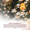 nootropics-depot-apigenin-capsules-200mg-3.jpg