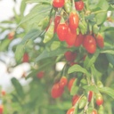 pure-original-ingredients-goji-berry-cap-6.jpg