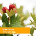 herb-pharm-hawthorn-blend-liquid-extract-6.jpg