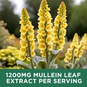 2-pack-mullein-drops-for-lungs-1200mg-mu-4.jpg