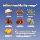 nmn-500mg-fucoidan-with-trans-resveratro-5.jpg