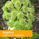 herb-pharm-certified-organic-angelica-ro-2.jpg
