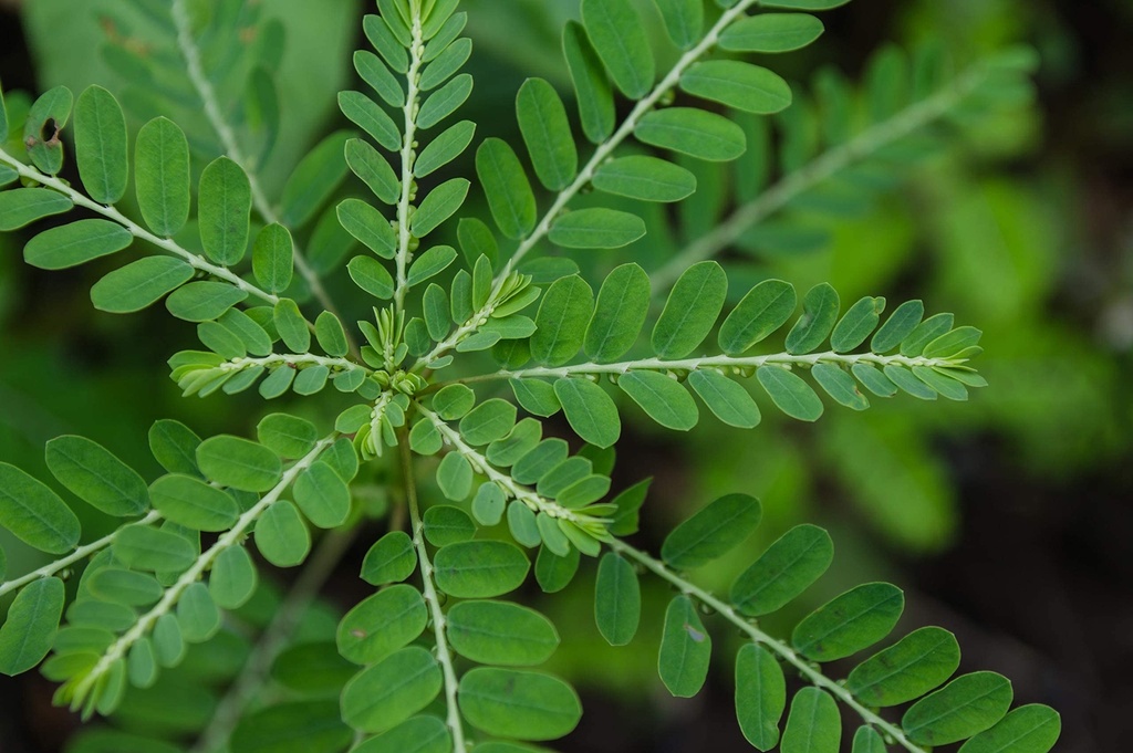cedar-bear-chanca-piedra-a-liquid-herbal-4.jpg