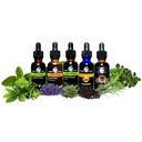 cedar-bear-chanca-piedra-a-liquid-herbal-5.jpg