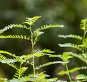 cedar-bear-chanca-piedra-a-liquid-herbal-3.jpg