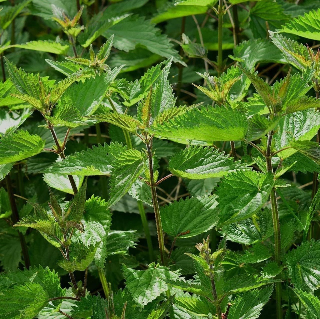Nettle (Urtica Dioica)- 100 Semillas por OrginBud