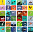 Hebayy 36 Pair Animal Matching Game Flash Cards Erasable (Each Measures 2” X 2”)