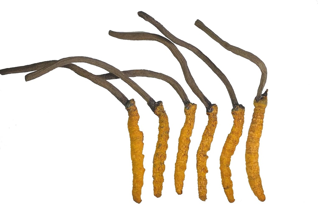 Cordyceps salvajes, Cordyceps de Himalaya entero Sinensis Mushroom, Genuine y Muy Raro, Alto Grado, Energía Boost, Reducir el estrés para hombres y mujeres, 3 Gramos