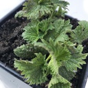 Planta de Nettles Orgánica, Urtica dioica - Planta en vivo en 2,5" Pot - Comida Survival, Herb Nutritious por Smoke Camp Crafts
