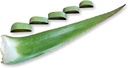 3 libras orgánicas extra grande Aloe Vera Barbadensis verde hojas