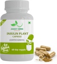 Genérico JAGGY Premium Insulin Plant Capsules (Costus Igneus) Suplemento Natural 240 Veggie Capsules (60 Day Supply) Insulin Plant
