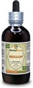 Skullcap (Scutellaria Lateriflora) Tincture, Organic Dried Herb Liquid Extract (Brand Name: HerbalTerra, Proudly Made in USA) 4 fl.oz (120 ml)