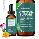 Lymph Detox Cleanse & Immune Support -Lymphatic Drainage Drops - Lymphatic Drainage Supplements with Echinacea, Dandelion, Burdock - Support Cellulite Massager & Lymphatic Drainage Tool (2 Fl Oz)