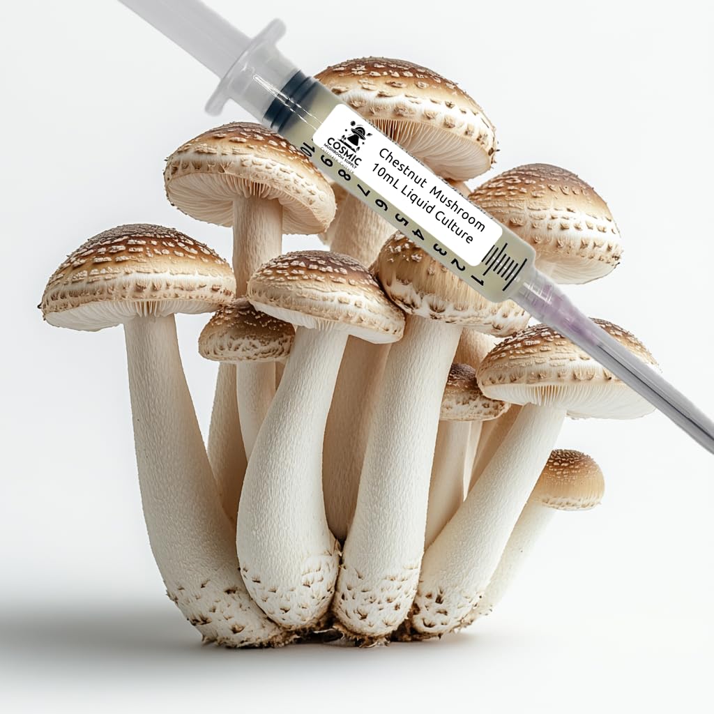 Chestnut Mushroom (Pholiota adiposa) - Liquid Culture - 10cc