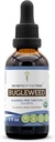 Bugleweed USDA Orgánica ← Extracto de alcohol-FREE, gotas herbales de alta potencia, sistema respiratorio  Hecho de 100% Certified Organic Bugleweed (Ze Lan, Lycopus Virginicus) Herb seco (2 FL OZ)