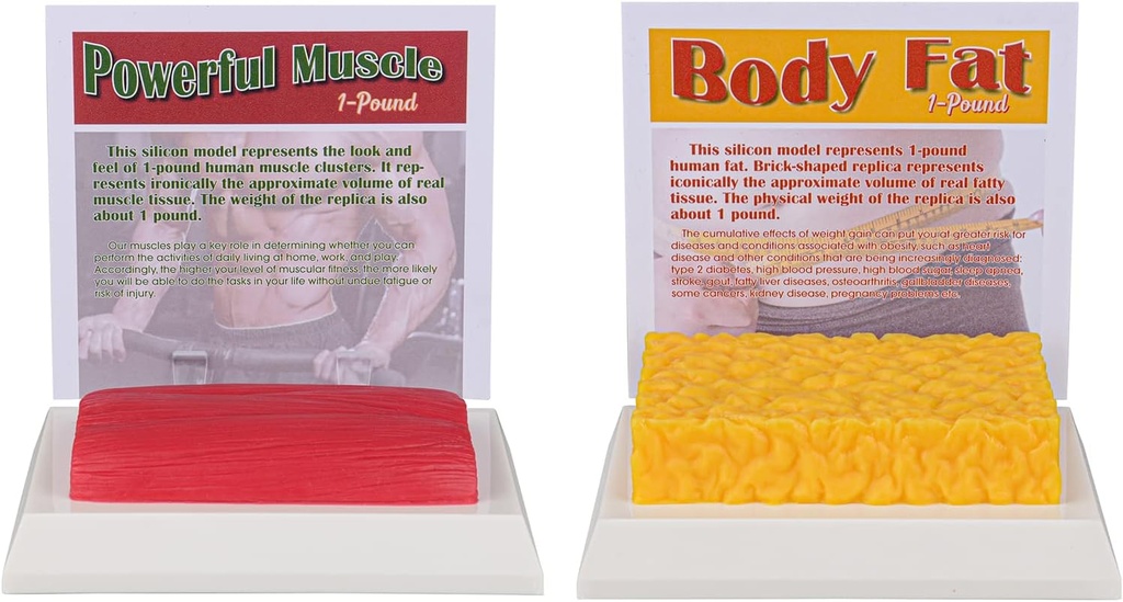 SimCoach Human Body Fat &amp; Muscle Replica 1 Lb, Mantener la motivación " Fitness " Reminder, Human Muscle Fat Model for Nutritionist, Athlete