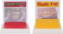 SimCoach Human Body Fat &amp; Muscle Replica 1 Lb, Mantener la motivación " Fitness " Reminder, Human Muscle Fat Model for Nutritionist, Athlete